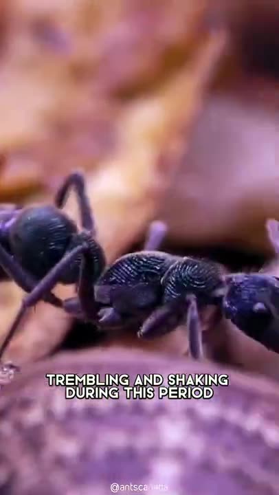Bullet Ant 🐜 One Of The Most Dangerous Insects In The World #shorts #bulletant #insect