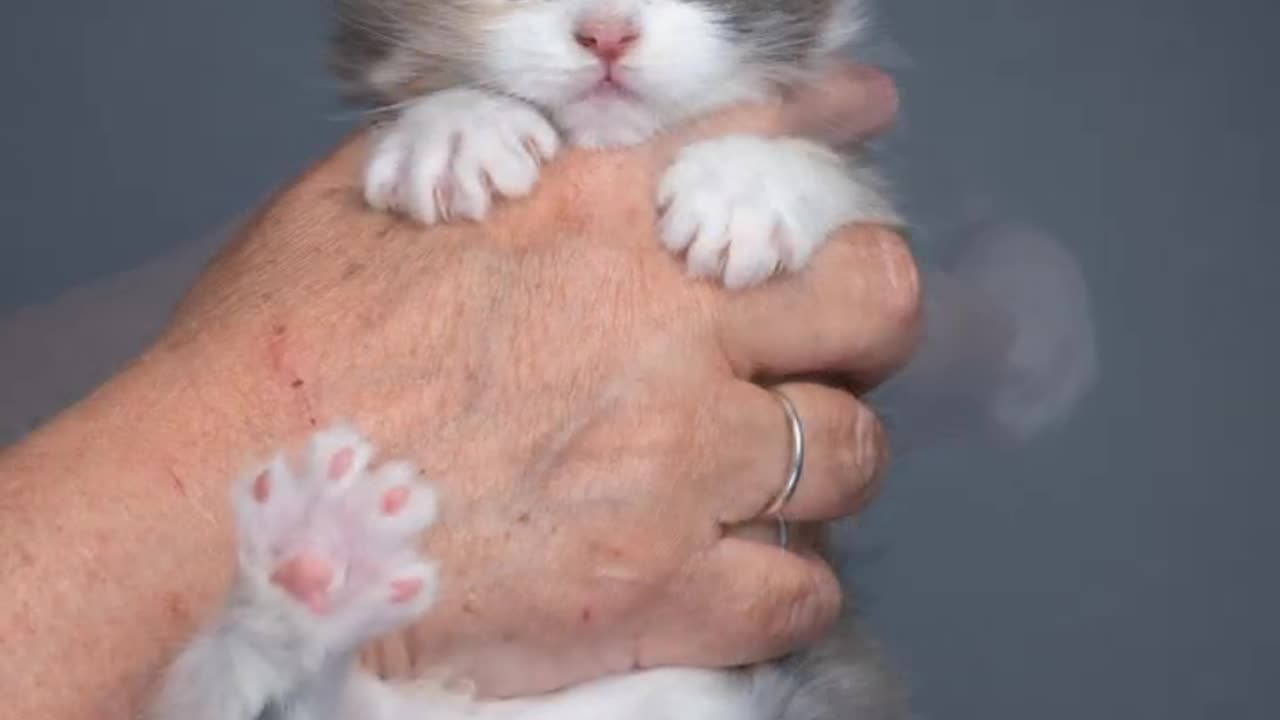 FROM A TINY KITTEN TO A BIG CAT 😺