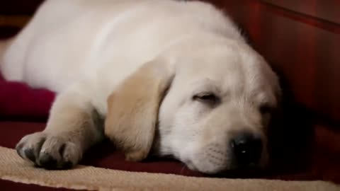 Labrador retriever Puppy 35 days old - lab small baby puppies