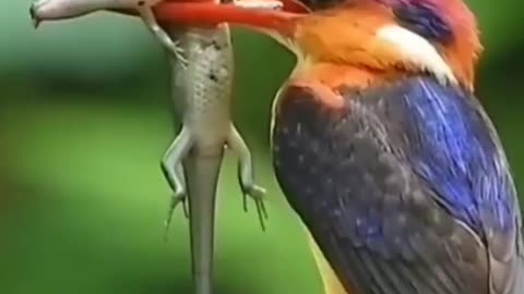 Wildlife in Closer View with natural perspective.