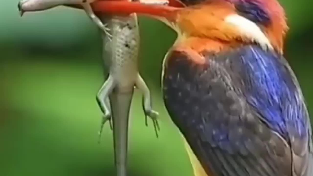 Wildlife in Closer View with natural perspective.