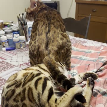 Jealous bengal cat!!