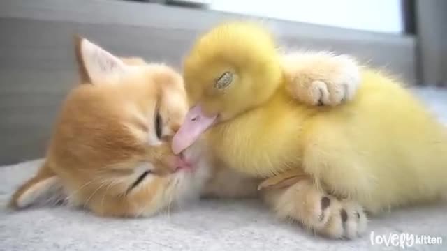 This kitten loves the little duck so much