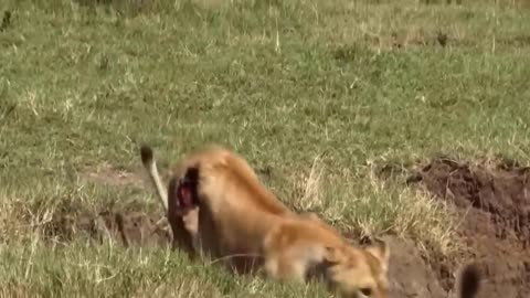 Most amazing moment of wild animals 2024
