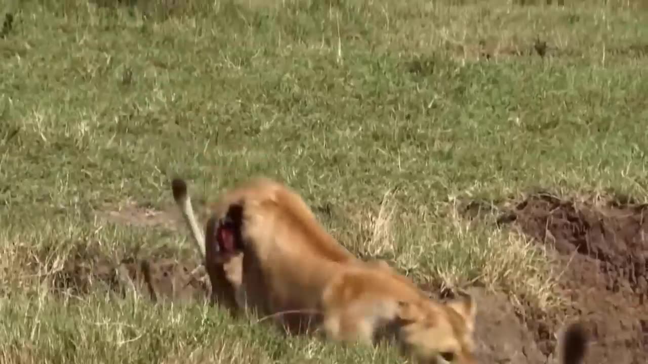 Most amazing moment of wild animals 2024