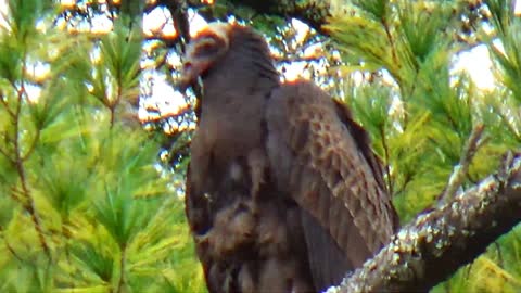 Turkey Vulture