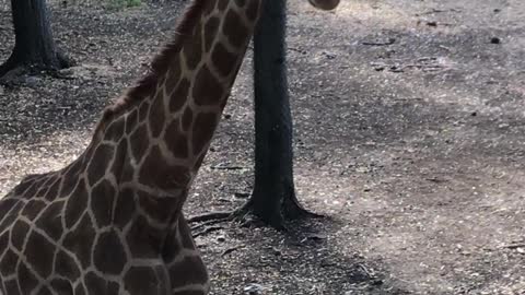 Giraffe