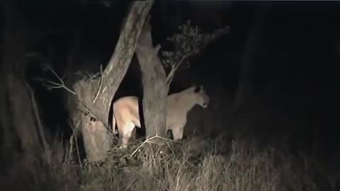 Lions forest life