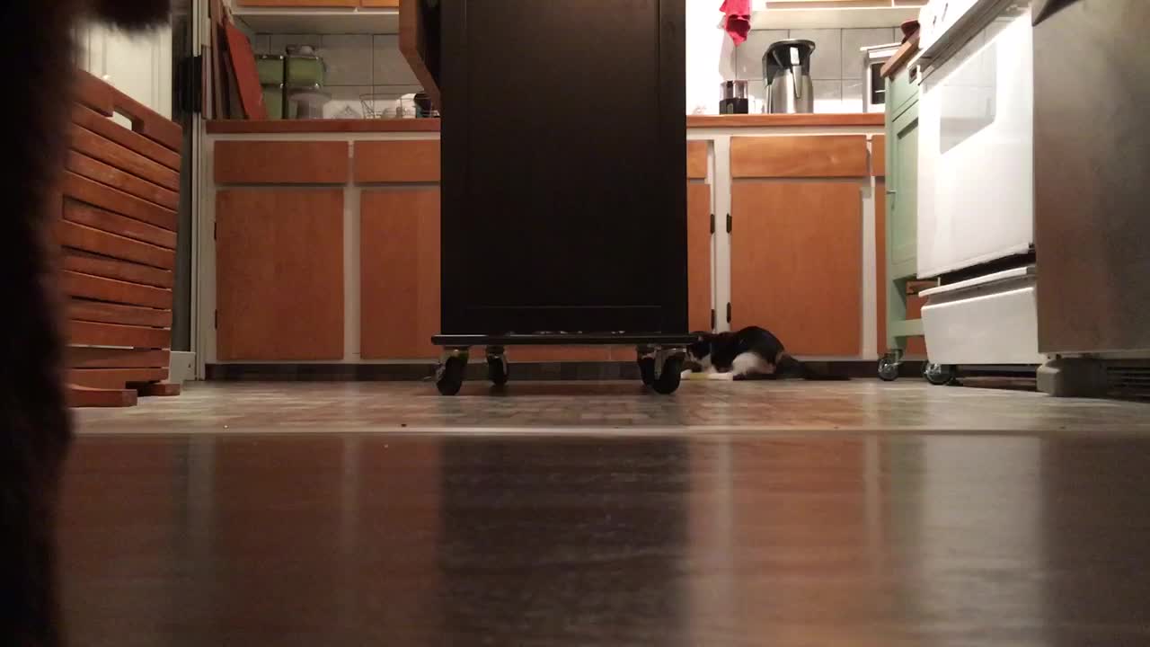 Luna chases and captures a toy