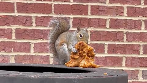 Squirrel Caught Eating Fried Chicken in a Fast Food Drive-Thru