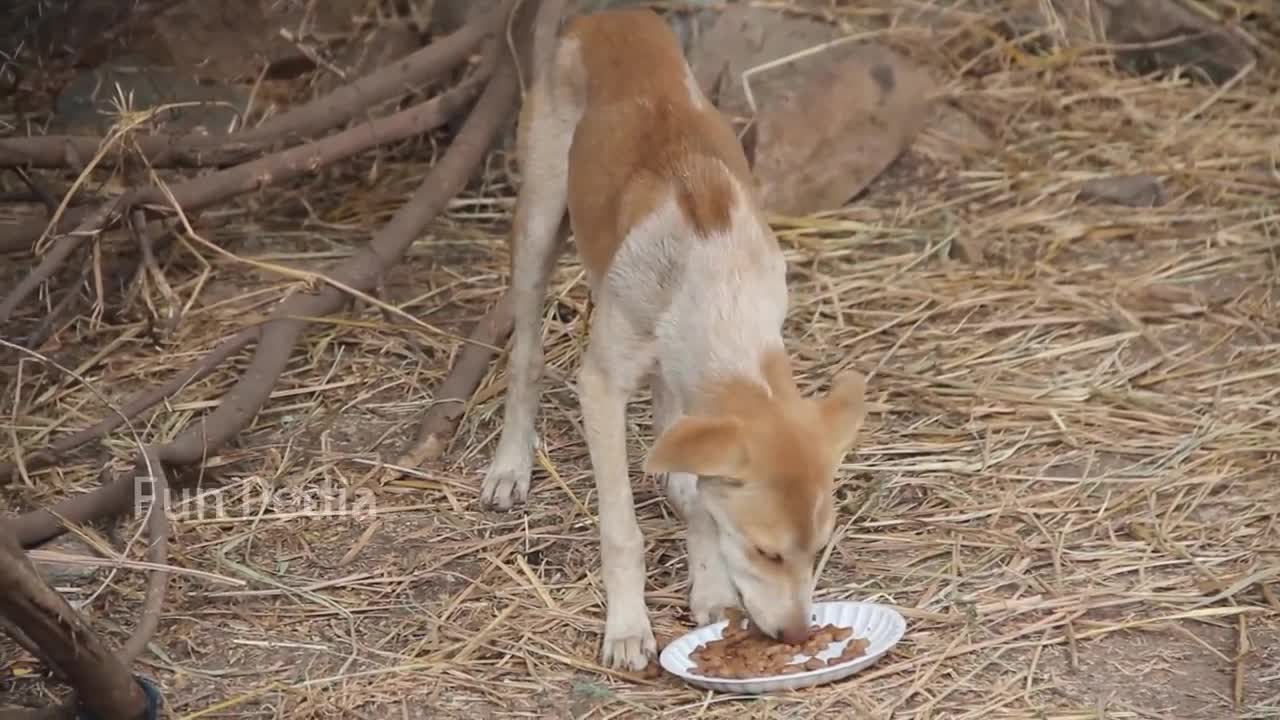 Fake Big Lion Prank Dog So Funny Can Not Stop Laugh