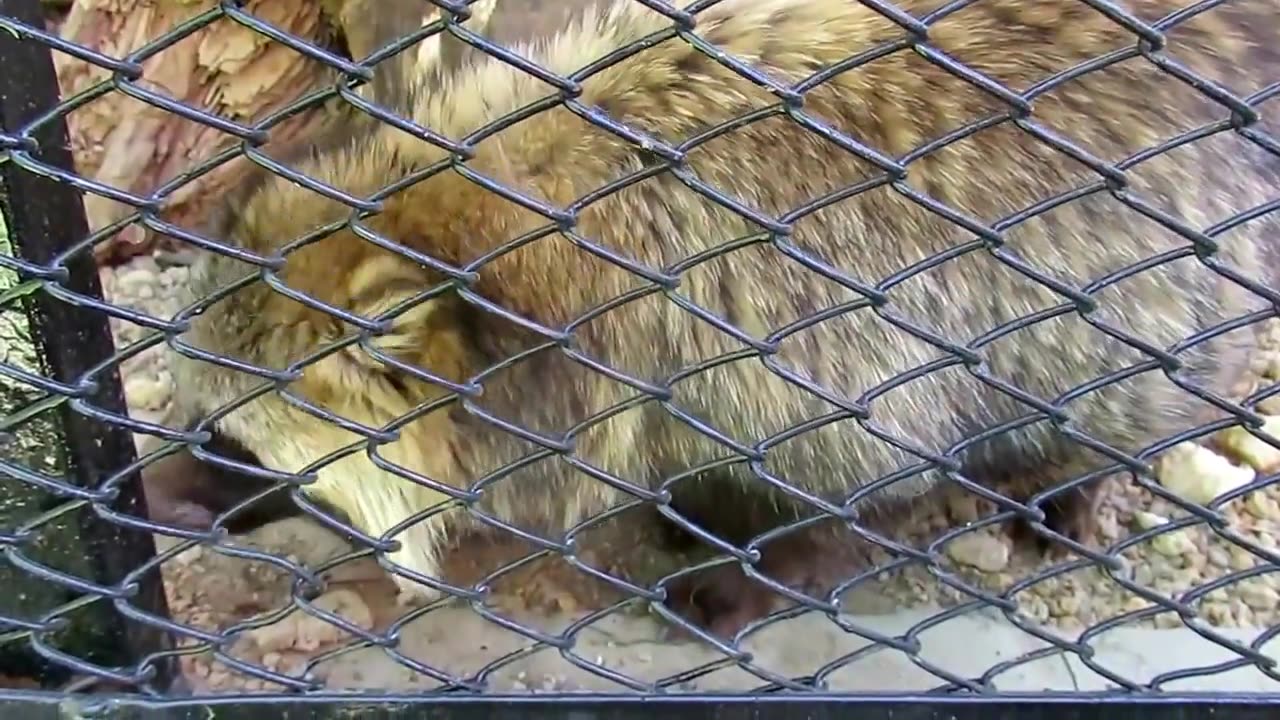 Cute Raccoon Dog Feeding