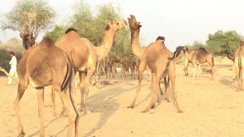 Camel love time Camels video