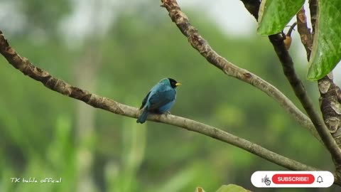 Birds #naturebirds @birds #worldbirds #nature