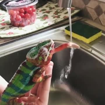 The beautiful chameleon washes her hand