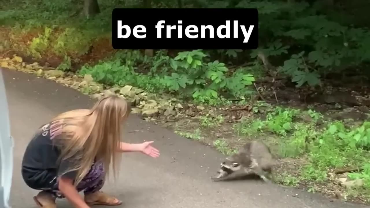 Super friendly racoon