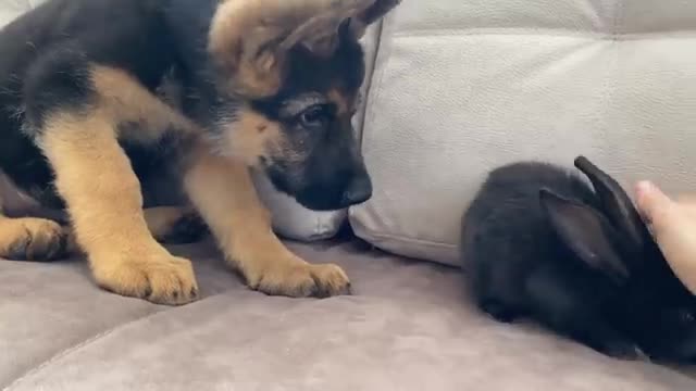 German Shepherd Puppy Meets Baby Rabbit for the First Time!