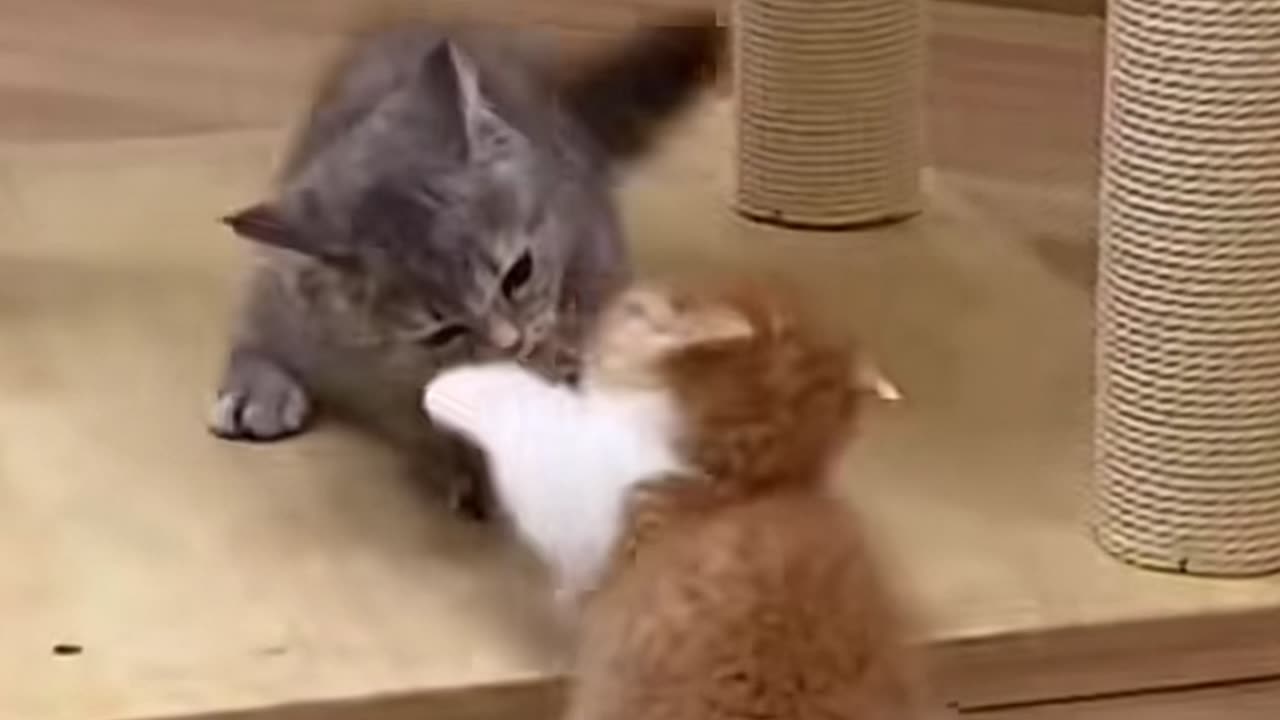 Cute funny little cats