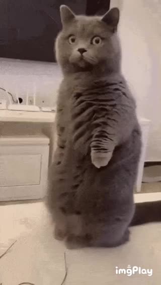 Cute Cat Gif! 🥰