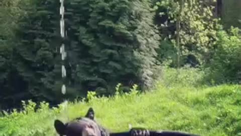 Bear Enjoying his bath