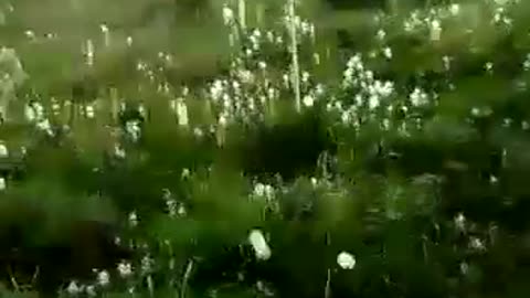 Uruguay hailstorm