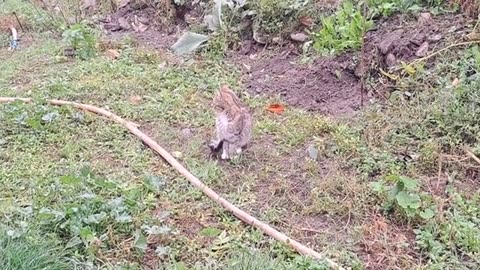 A cute kitten walks around the yard in the rainy weather.