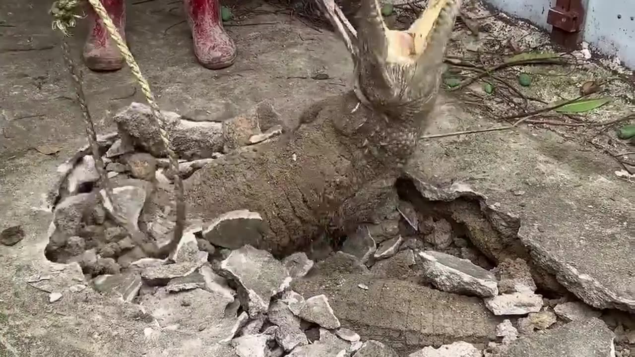 Smart crocodile 🐊