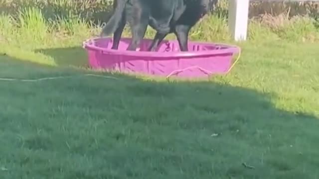 golden retriever and labrador