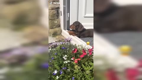 Unleash the Joy with Dogs: They're the Best Pets! | Try Not To Laugh Part #8