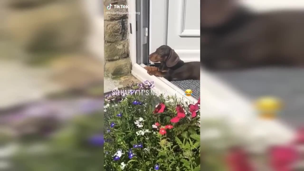 Unleash the Joy with Dogs: They're the Best Pets! | Try Not To Laugh Part #8