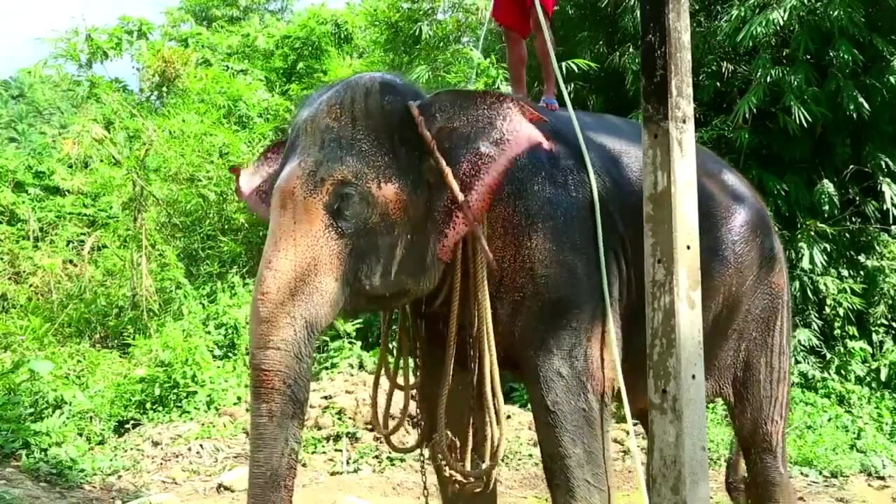 Elephant video