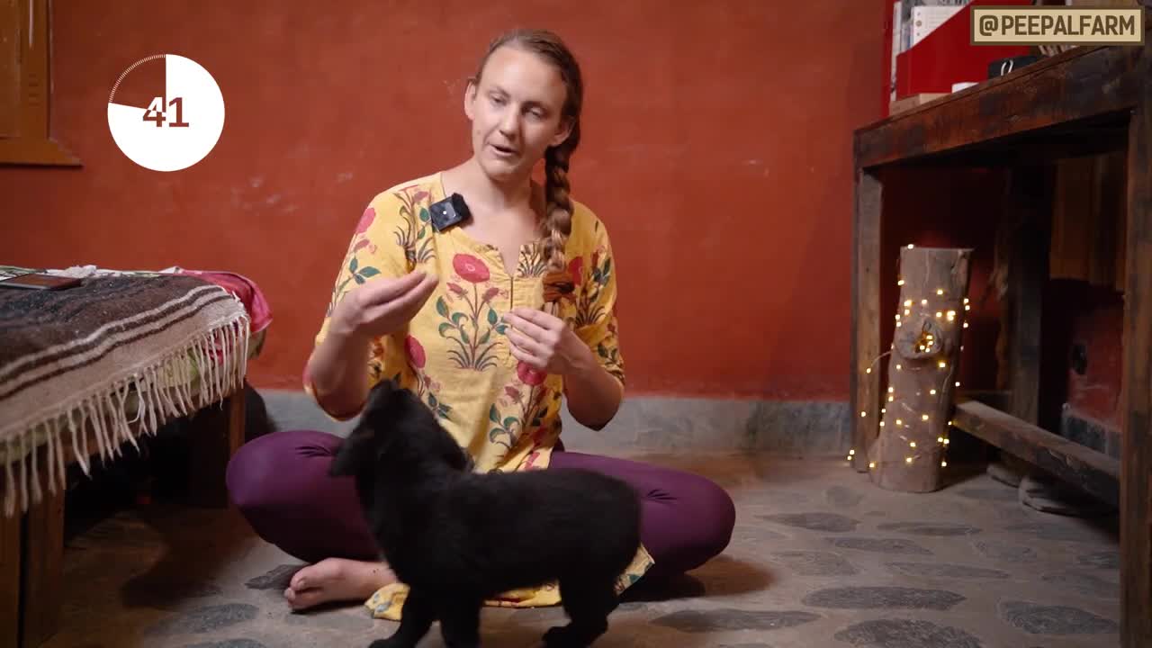 Teach 3 tricks in 3 minutes || dog training