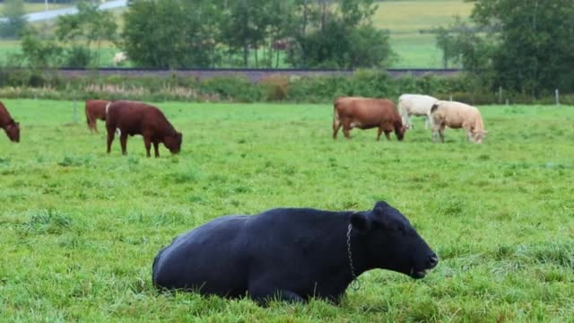 black Cows