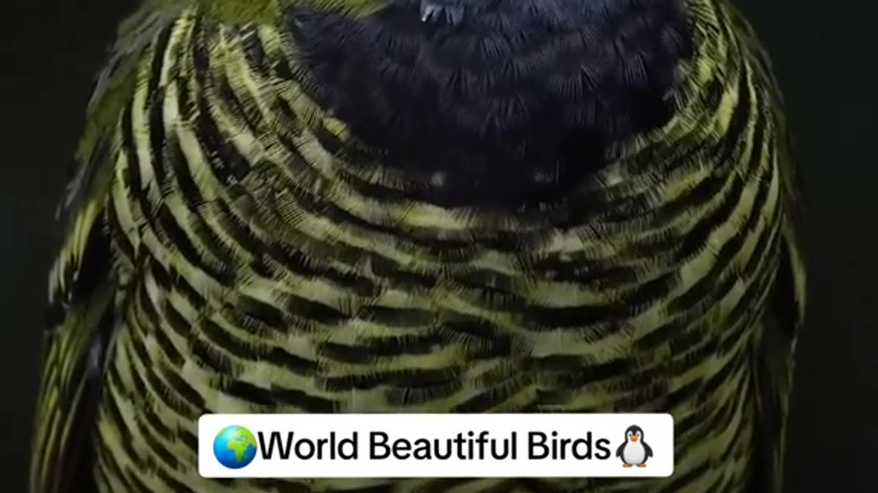 World beautiful birds