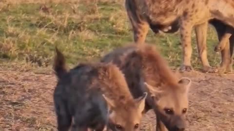 hyenas