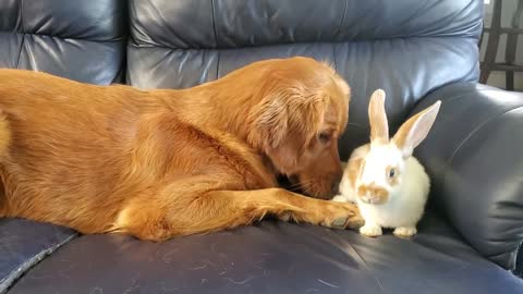 Golden Retriever Thinks Bunny Is Her Baby