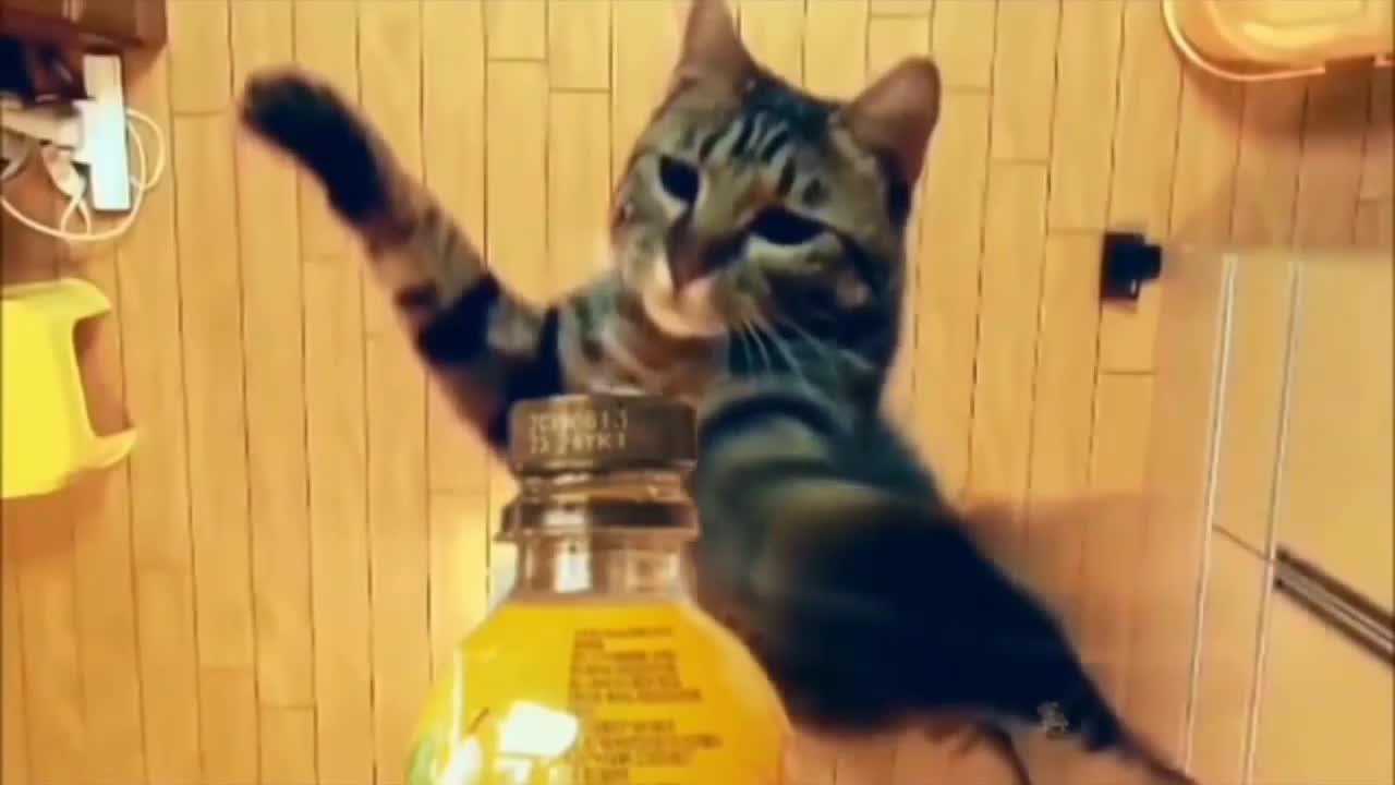 Cat funny video 2022 watch can't control my laugh