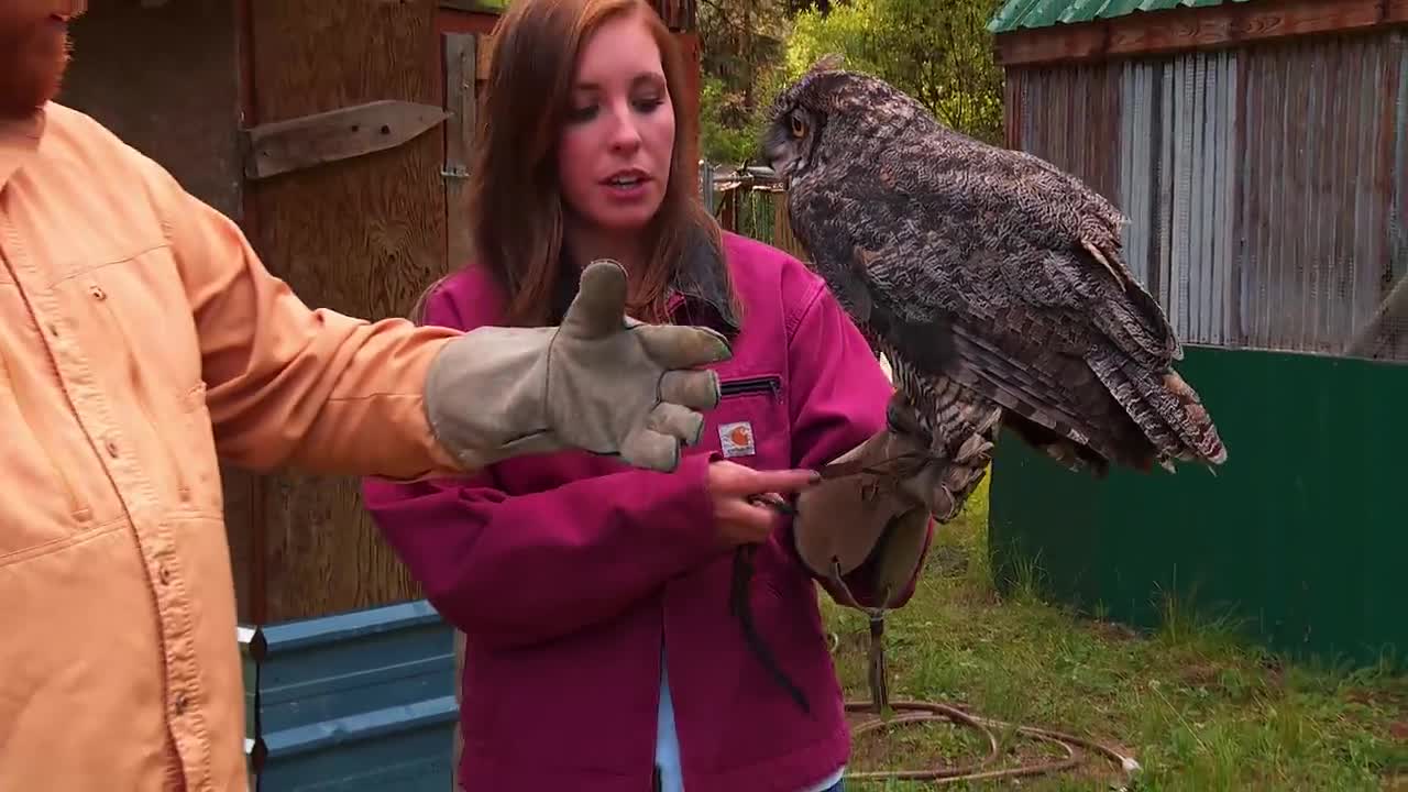 Barn Owls: Owl Rescue - Video 5 of 5