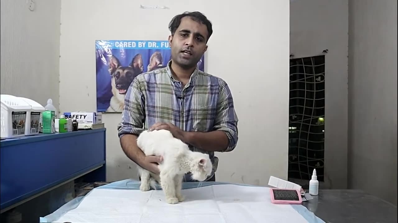 10 Persian cat care tips | How to keep persian cat healthy | Aliyan Pets Hospital