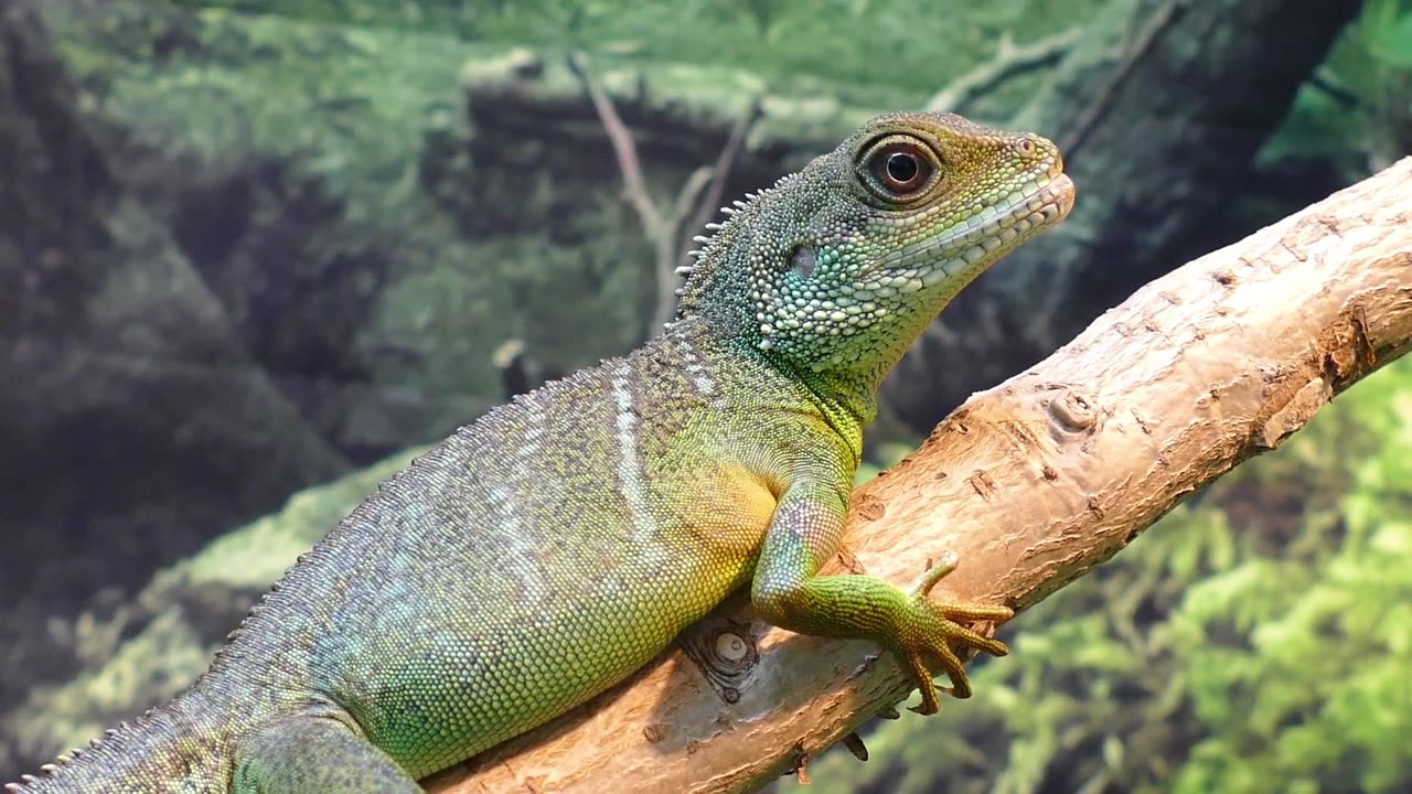 Water dragon lizard