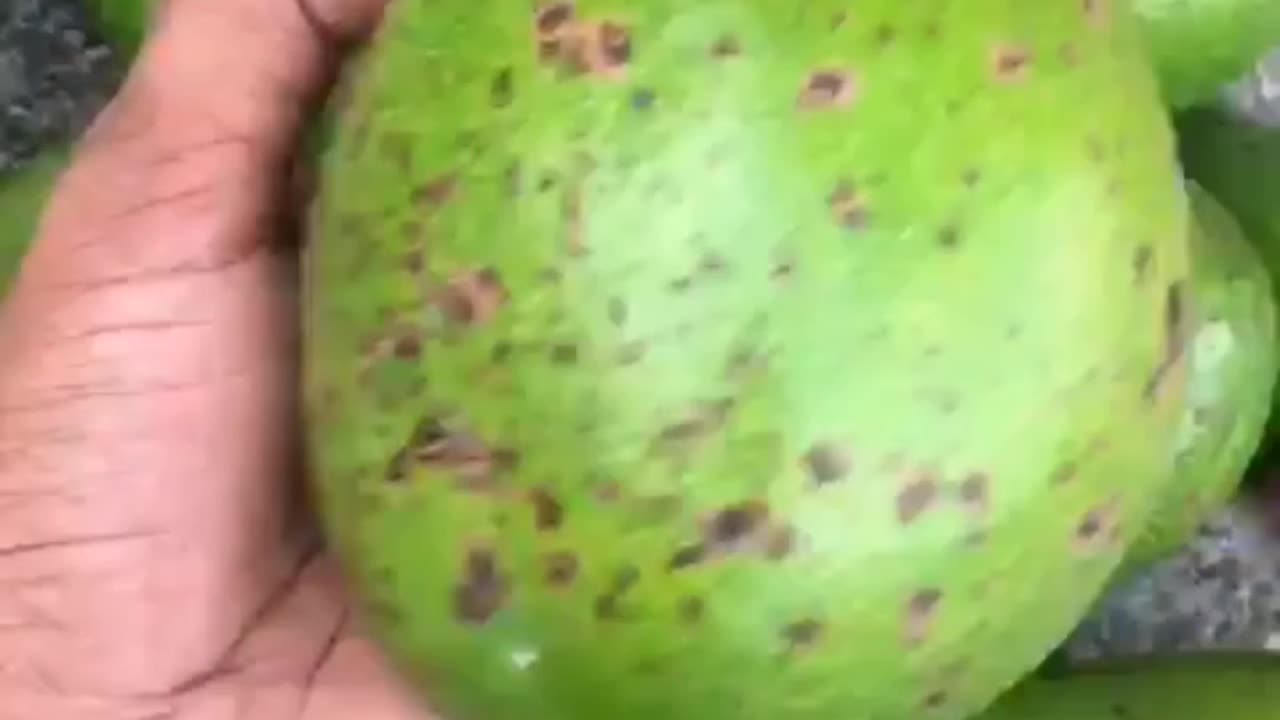 Butter fruits harvest