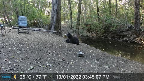 Daytime Bear - Nap Time...Until We Showed up