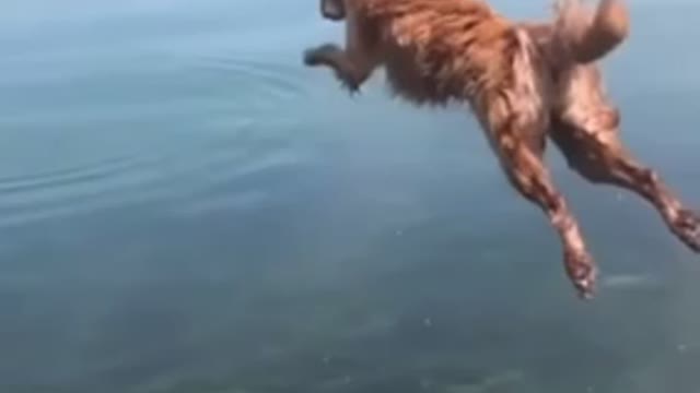 Dog Bellyflops into water 🙈🙈🙈