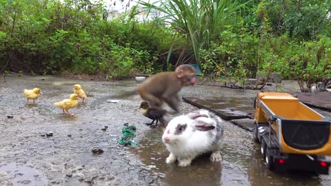 Happy monkey with duck and rabbit..