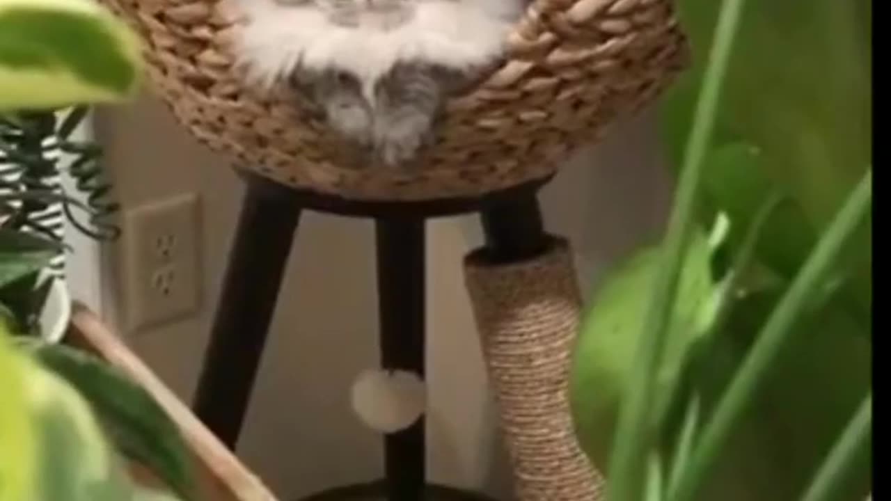 Cats funny video 👀😼 _ The funniest pet viral videos of all time. #shorts #funny #funnyshorts #animal