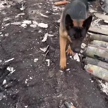 Destroyed APU truck with ammunition, and two damaged Nonas. Location unknown