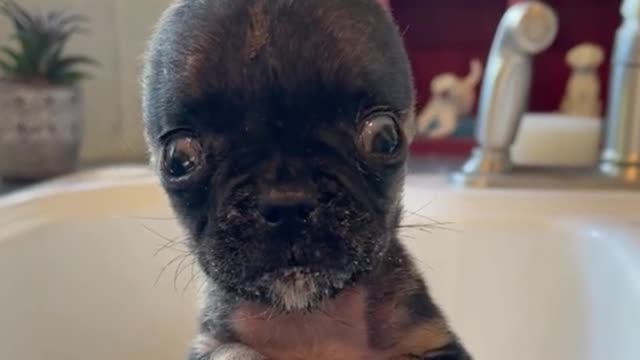 The puppy's ears look so strange