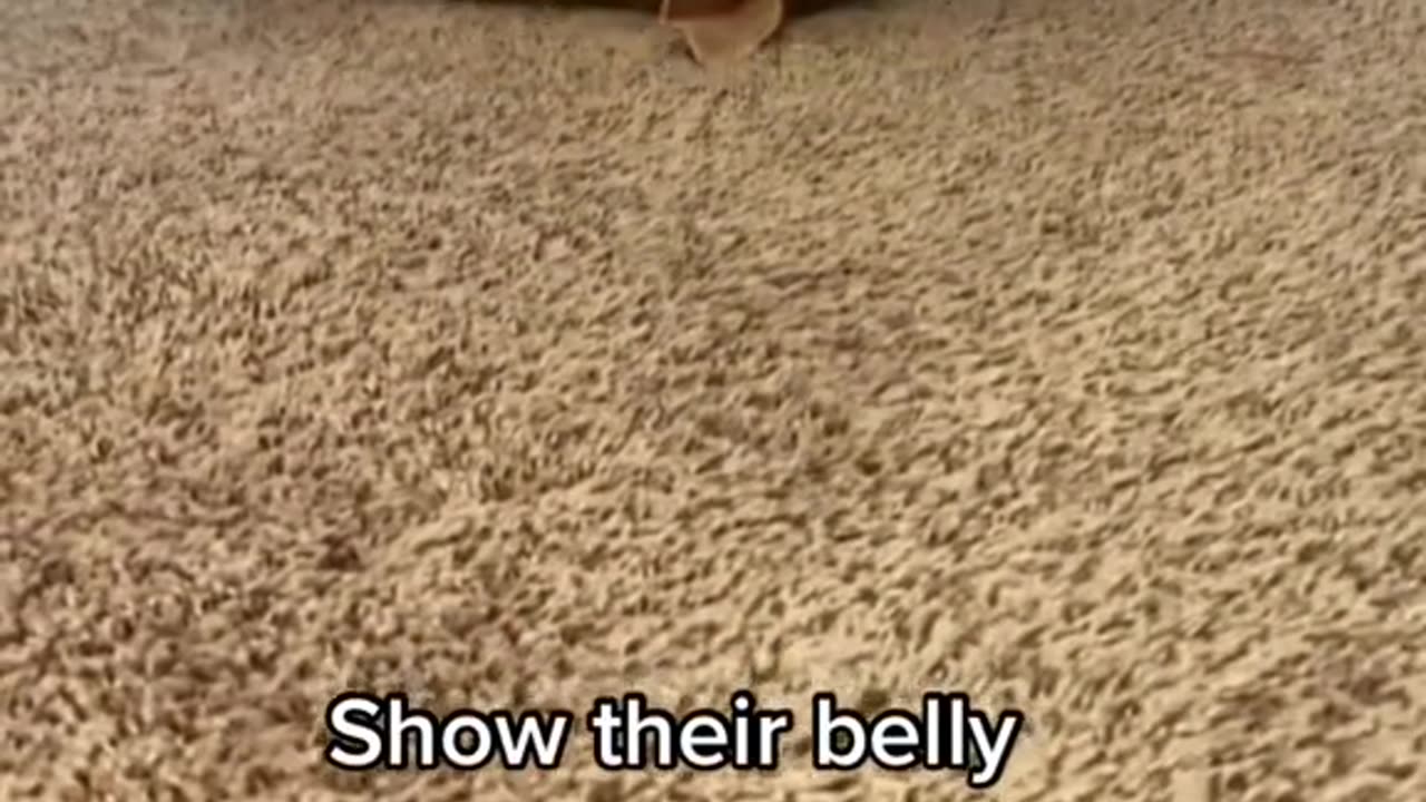 Signs that your dog is happy.