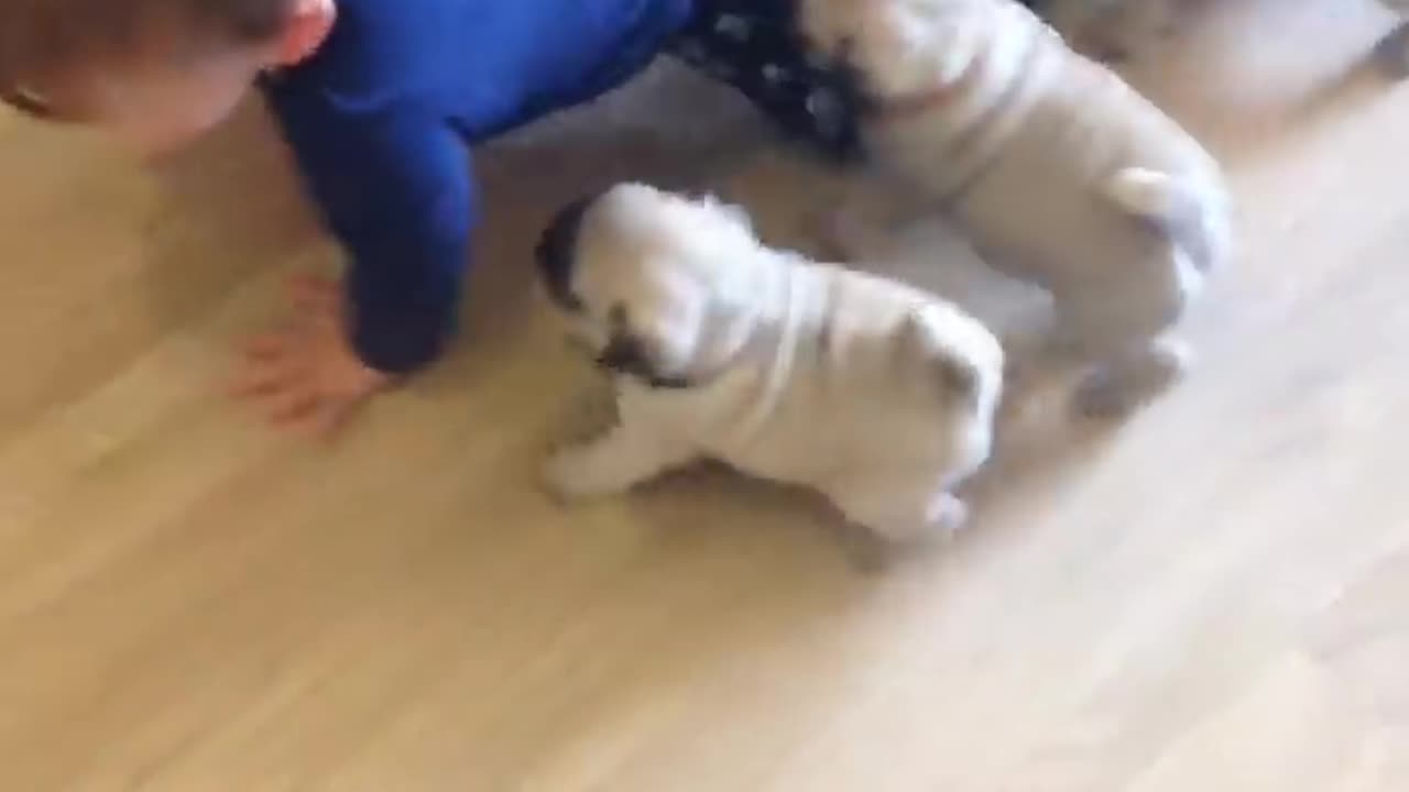 Puppy bog play with baby