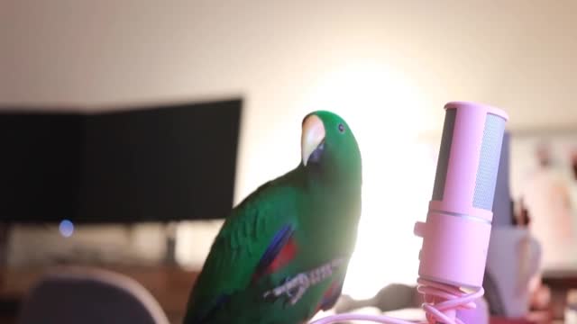 Funny Bird Speaking into a Microphone and sending kisses